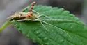 Phytocoris rufoscriptus - photo 3
