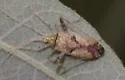 Phytocoris rufoscriptus - photo 4