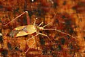 Phytocoris rufoscriptus - photo 5