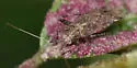Phytocoris salicis - photo 2