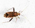 Phytocoris salicis - photo 4