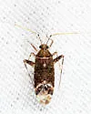 Phytocoris salicis - photo 5