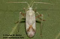 Phytocoris seminotatus - Phytocoris seminotatus