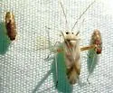 Phytocoris seminotatus - photo 2