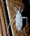 Phytocoris seminotatus - photo 3