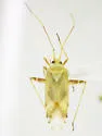 Phytocoris seminotatus - photo 4