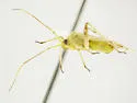 Phytocoris seminotatus - photo 5