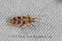 Phytocoris simulatus - photo 2
