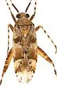Phytocoris simulatus - photo 4