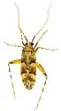Phytocoris simulatus - photo 5