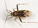 Phytocoris spicatus