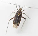 Phytocoris spicatus - photo 2