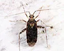 Phytocoris spicatus - photo 3