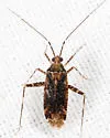 Phytocoris spicatus - photo 4
