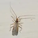 Phytocoris squamosus - Phytocoris squamosus