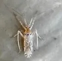 Phytocoris squamosus - photo 2