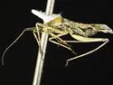 Phytocoris squamosus - photo 3
