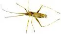 Phytocoris squamosus - photo 4