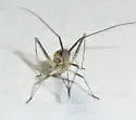 Phytocoris squamosus - photo 5