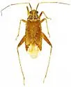 Phytocoris stellatus - photo 2