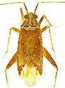 Phytocoris stellatus - photo 3