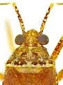 Phytocoris stellatus - photo 4
