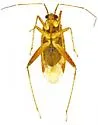 Phytocoris stellatus - photo 5