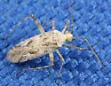 Phytocoris stitti - photo 2