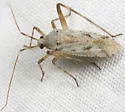 Phytocoris stitti - photo 3
