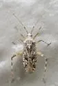 Phytocoris stitti - photo 4