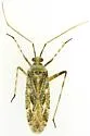 Phytocoris stitti - photo 5