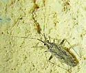 Phytocoris strigosus - Phytocoris strigosus