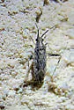 Phytocoris strigosus - photo 2