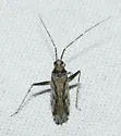 Phytocoris strigosus - photo 3
