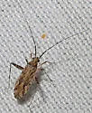 Phytocoris strigosus - photo 4