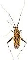 Phytocoris strigosus - photo 5