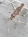 Phytocoris suavis - photo 2