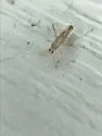 Phytocoris suavis - photo 3