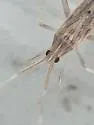 Phytocoris suavis - photo 4