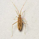 Phytocoris suavis - photo 5