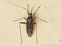 Phytocoris sulcatus