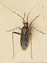 Phytocoris sulcatus - photo 2