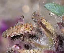Phytocoris tenerum