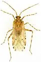 Phytocoris tenerum - photo 2