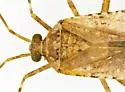 Phytocoris tenerum - photo 3