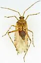 Phytocoris tenerum - photo 4