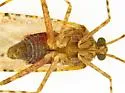 Phytocoris tenerum - photo 5