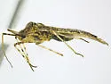 Phytocoris tenuis - photo 2