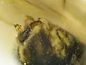 Phytocoris tenuis - photo 3