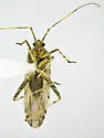 Phytocoris tenuis - photo 4
